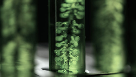 BIOGENA ONE study shows: More energy, better digestion, better sleep – and less anxiety